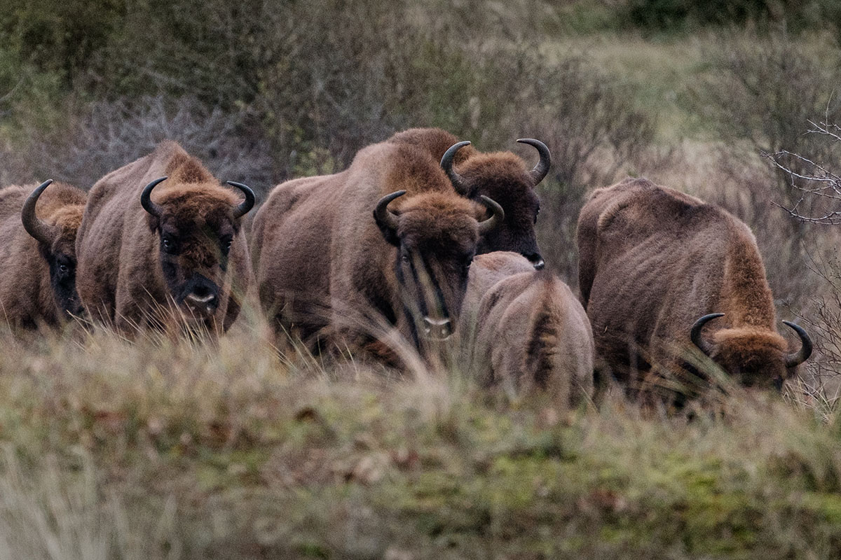 Spotten van wisenten in de Kennemerduinen - Reislegende.nl