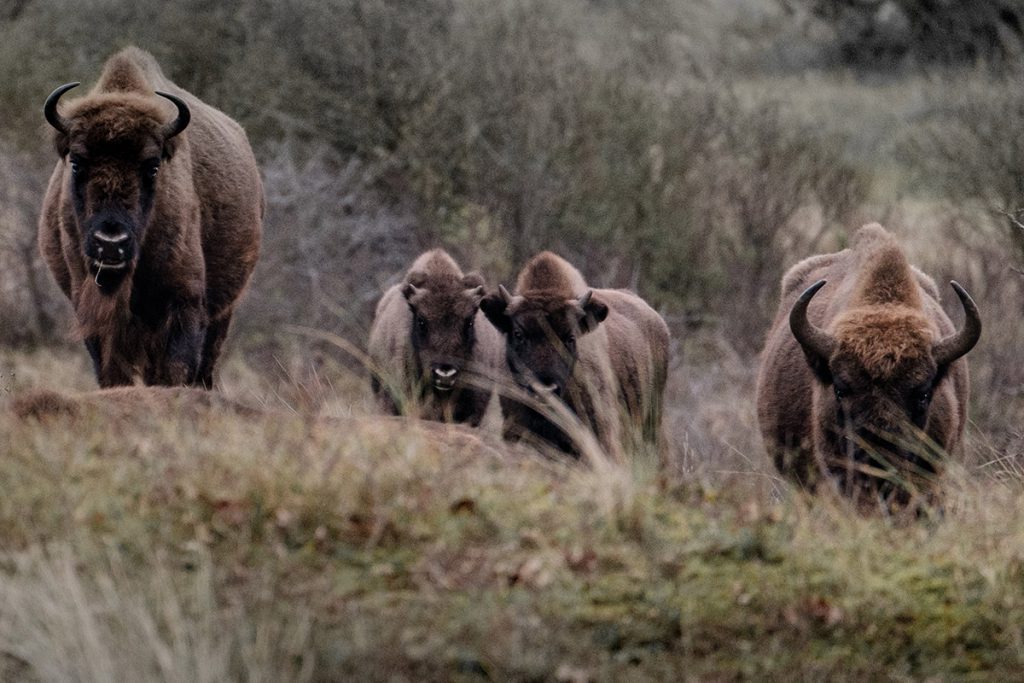 Wisenten in Nationaal Park Zuid-Kennemerland - Op zoek naar wisenten in de Kennemerduinen - Reislegende.nl