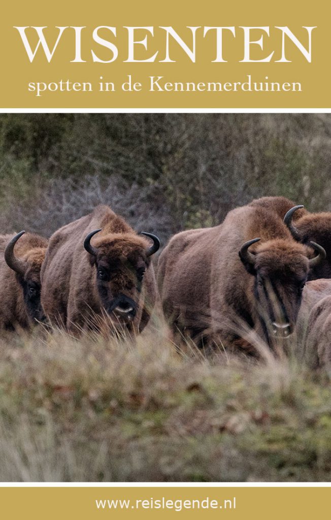 Spotten van wisenten in de Kennemerduinen - Reislegende.nl