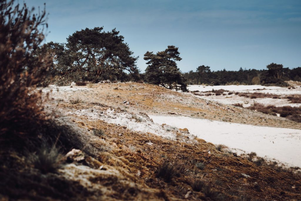 Stuifzandgebied Hulshorsterzand, prachtig gebied voor een korte of lange wandeling - Reislegende.nl