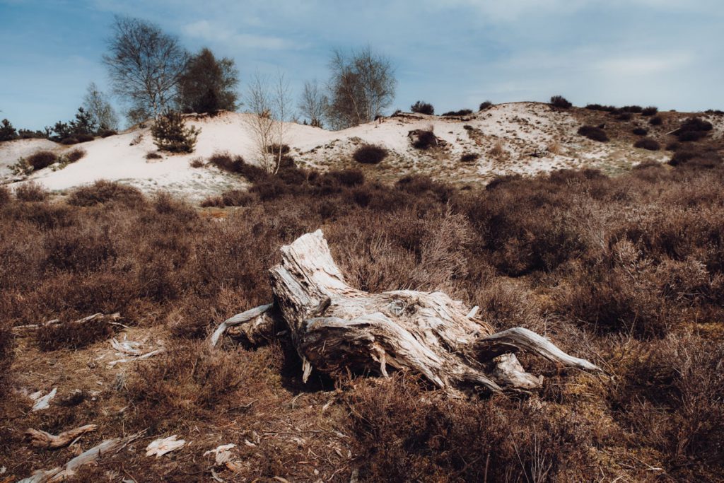 Zandverstuiving Hulshorsterzand, prachtig gebied voor een korte of lange wandeling - Reislegende.nl