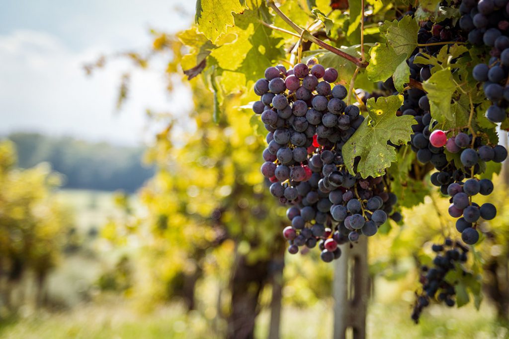 Wat te doen in Piemonte, mooie regio in het noorden van Italië - Reislegende.nl