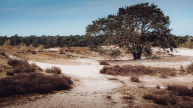Herstelplan Hulshorster zandvlakte, Hulshorsterzand zandverstuiving, prachtig gebied voor een korte of lange wandeling - Reislegende.nl