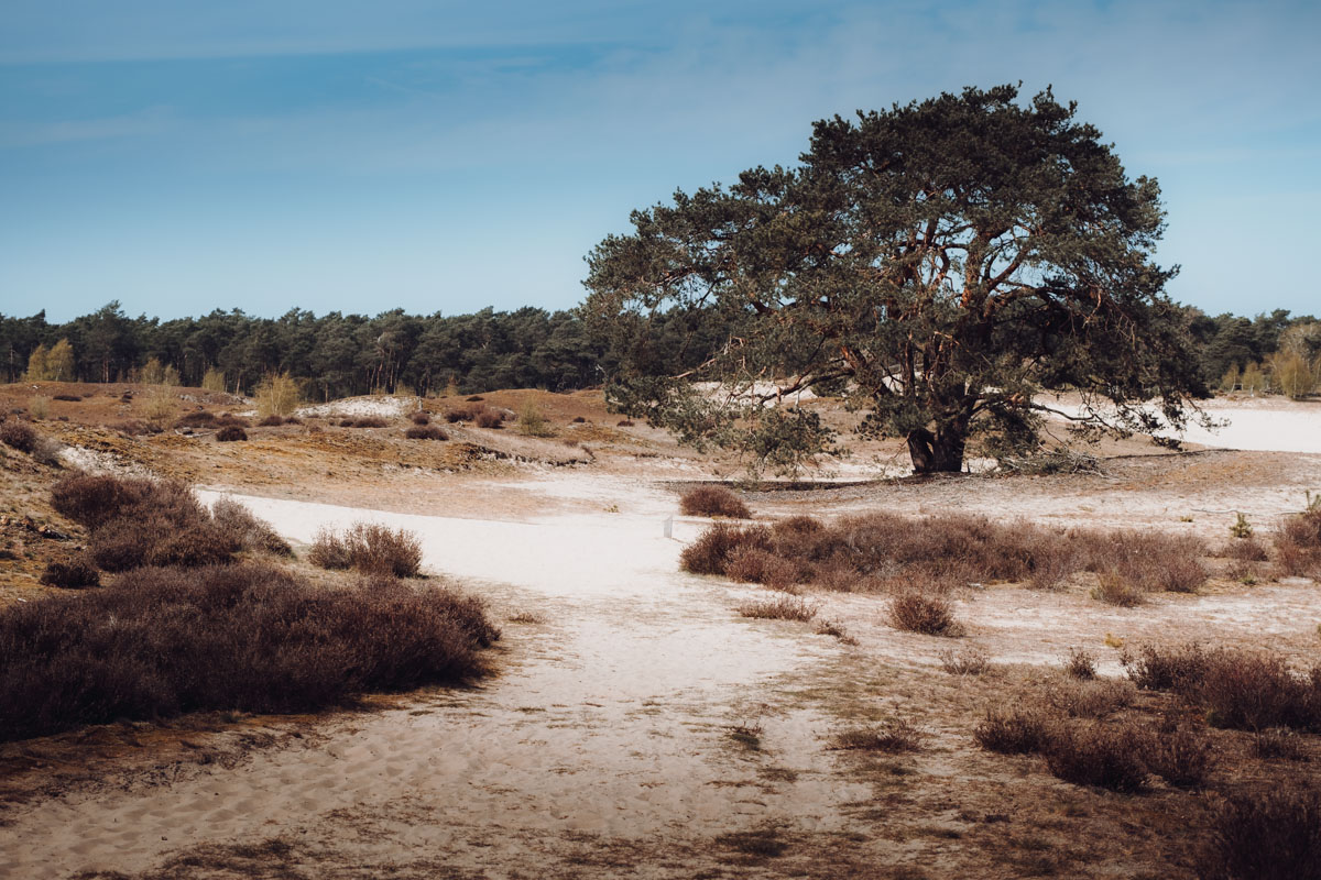 Herstelplan Hulshorster zandvlakte, Hulshorsterzand zandverstuiving, prachtig gebied voor een korte of lange wandeling - Reislegende.nl