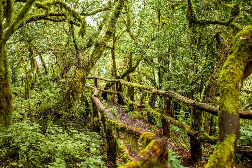 Garajonay national park, La Gomera - De leukste hotspots voor een vakantie op de Canarische Eilanden - Reislegende.nl