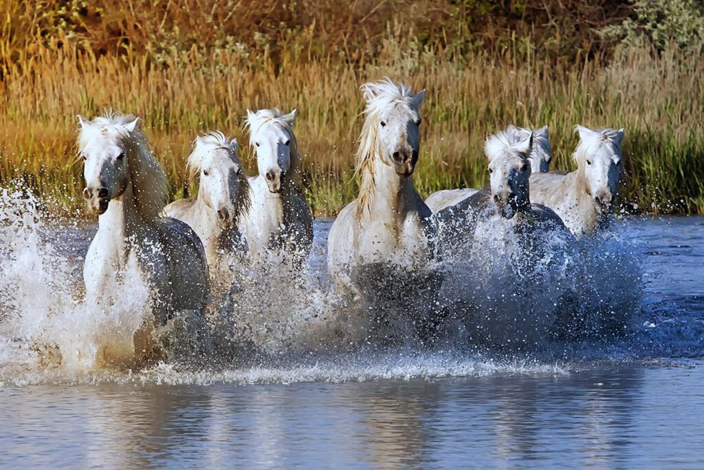 Camarque paarden - Tips en bezienswaardigheden in Languedoc-Roussillon - Reislegende.nl