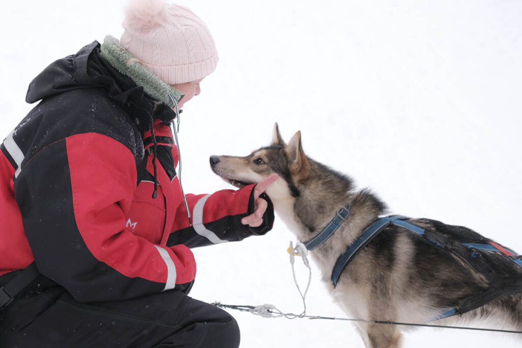 Huskytocht maken in Lapland - 25x wat te doen in Lapland - Reislegende.nl