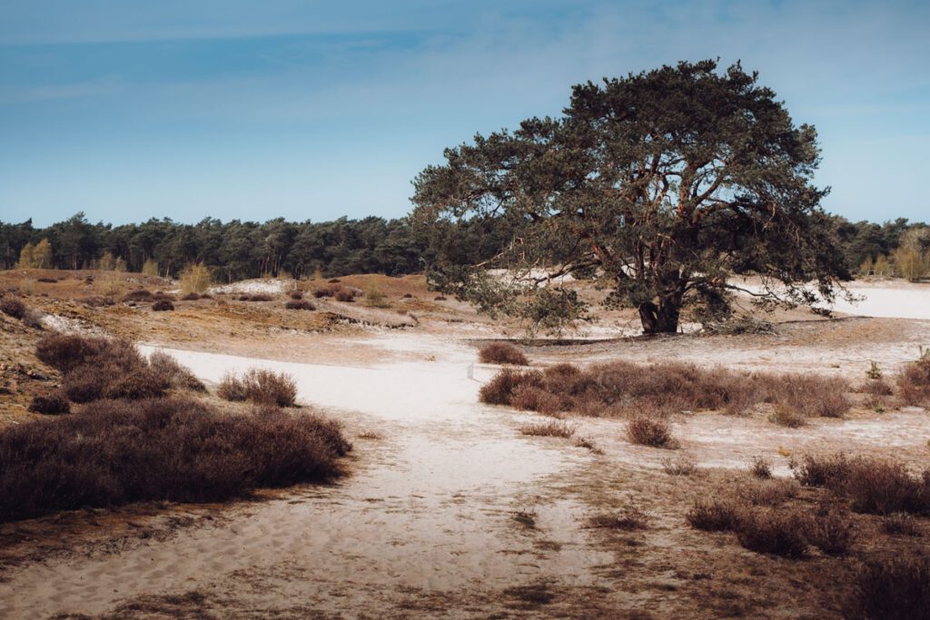 Met deze tips krijg je landschapsfotografie snel onder de knie - Reislegende.nl