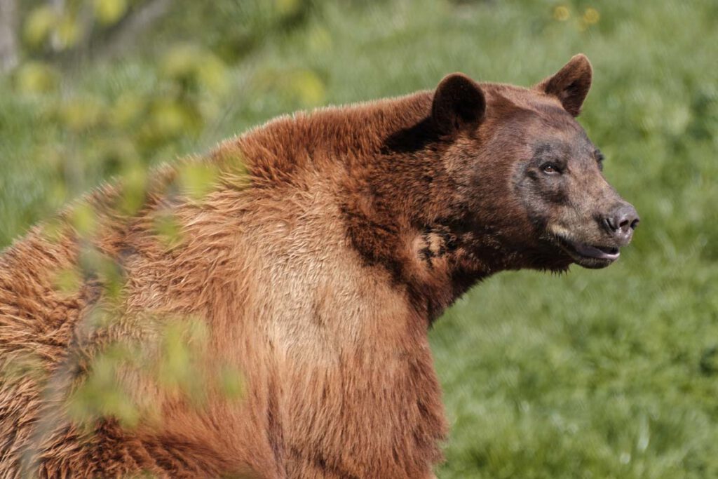 Parc Animalier de Sainte-Croix, prachtig dierenpark met accommodaties in Grand Est, Frankrijk - Reislegende.nl