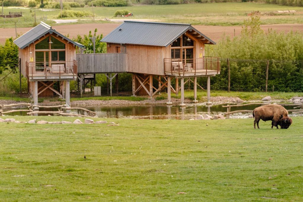 Lodges du Nouveau Monde - Park Animalier de Sainte Croix - Reislegende.nl