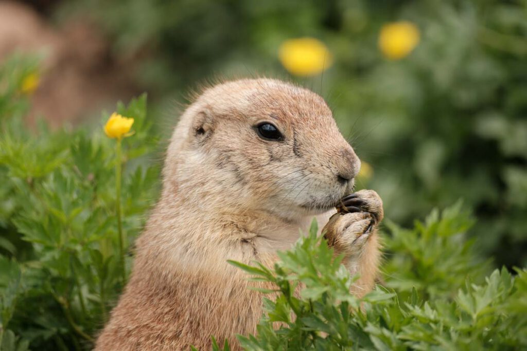 Parc Animalier de Sainte-Croix, prachtig dierenpark met accommodaties in Grand Est, Frankrijk - Reislegende.nl