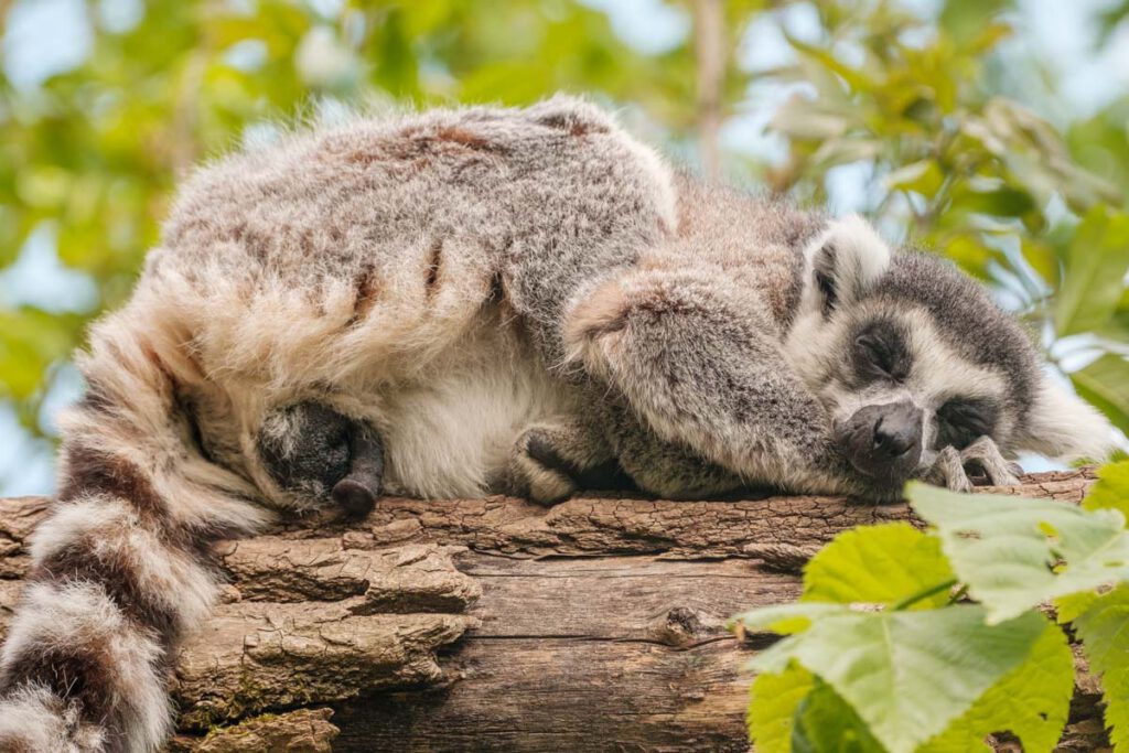 Parc Animalier de Sainte-Croix, prachtig dierenpark met accommodaties in Grand Est, Frankrijk - Reislegende.nl