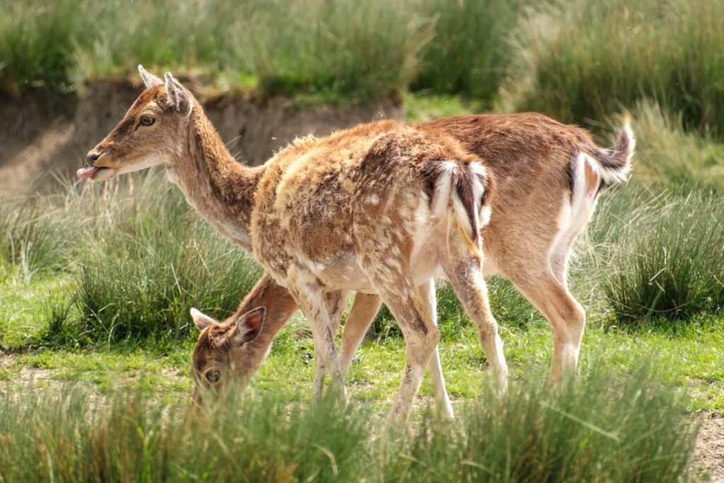 Parc Animalier de Sainte-Croix, prachtig dierenpark met accommodaties in Grand Est, Frankrijk - Reislegende.nl