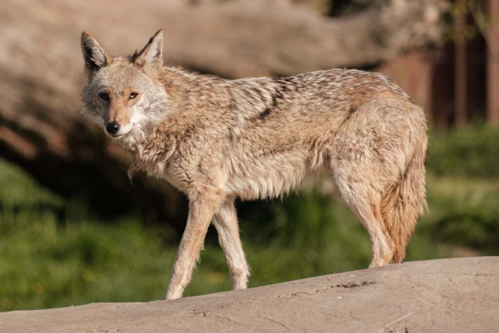 Parc Animalier de Sainte-Croix, prachtig dierenpark met accommodaties in Grand Est, Frankrijk - Reislegende.nl