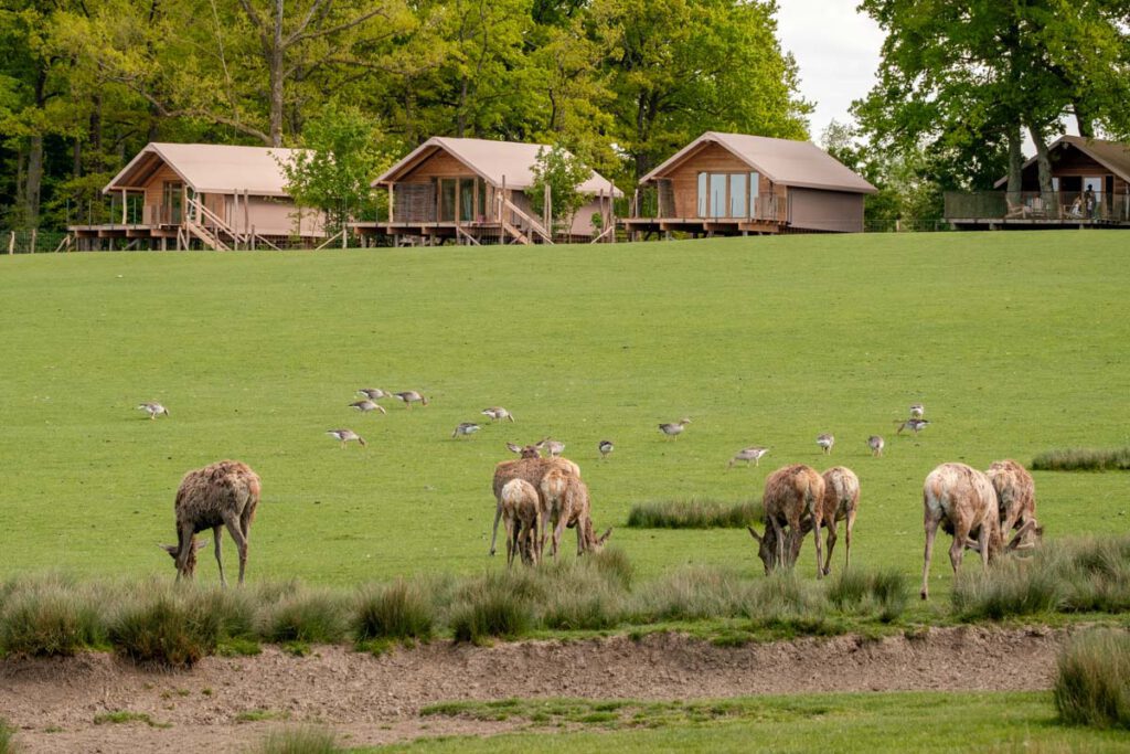 Lodges des cerfs, Parc Animalier de Sainte Croix Grand Est Frankrijk - Reislegende.nl