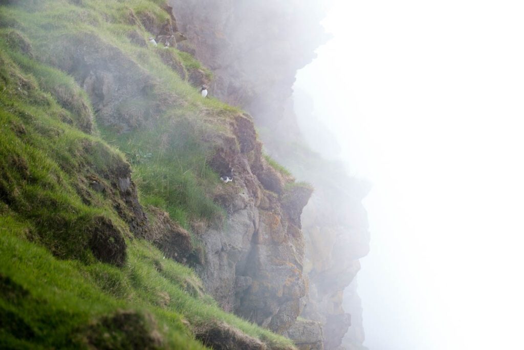 Papegaaiduikers spotten op Kalsoy Faeroer eilanden puffins spotten Faroe tips - Reislegende.nl