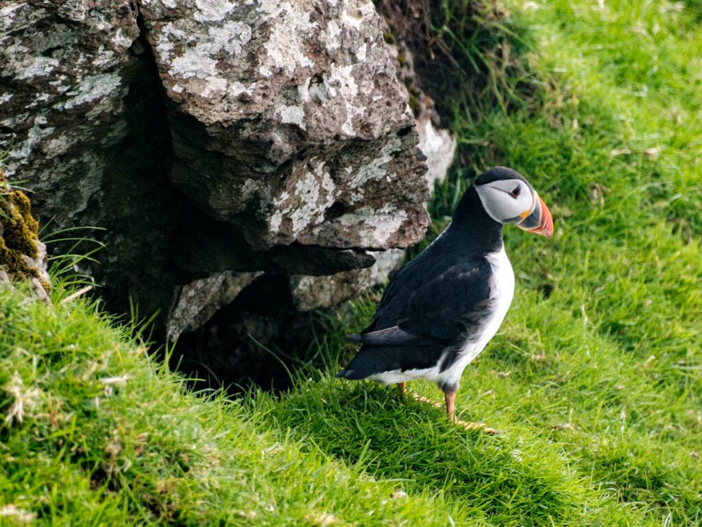 Spotten van puffins op Mykines Faeröer eilanden papegaaiduikers tips - Reislegende.nl