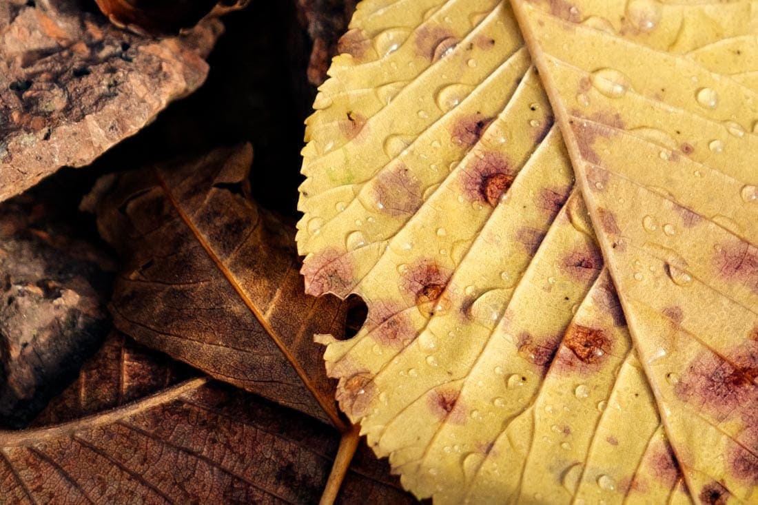 Herfst in Zuid-Noorwegen - Reislegende.nl