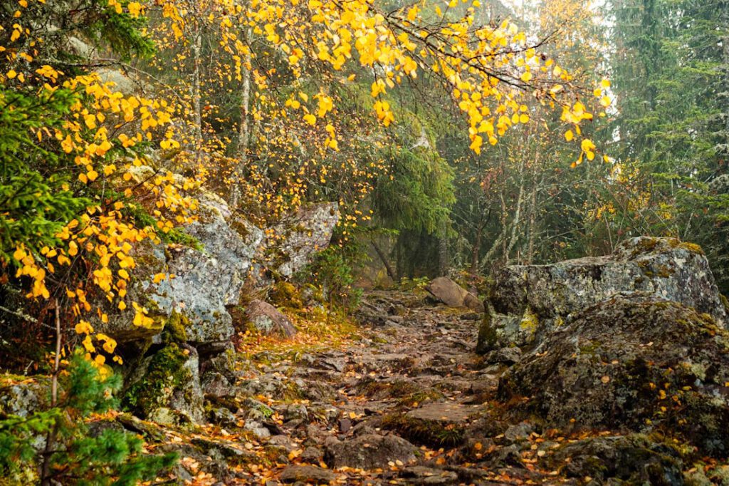 Morkgonga Naturreservat conditie van wandelpaden Zuid-Noorwegen - Reislegende.nl