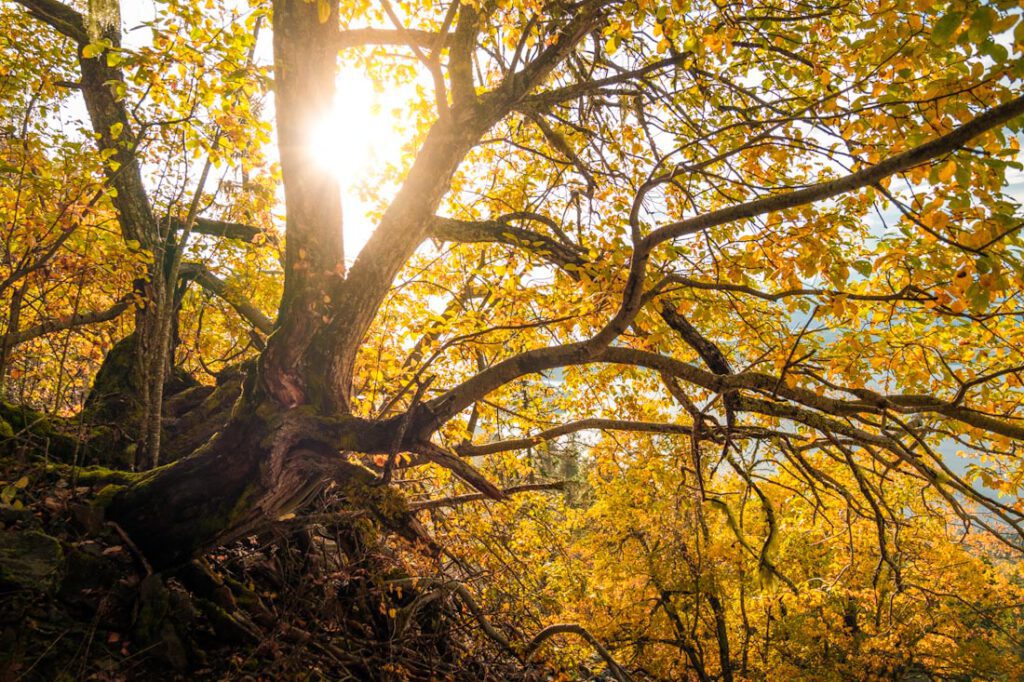 Morkgonga wandeling met mooi weer Zuid-Noorwegen - Reislegende.nl