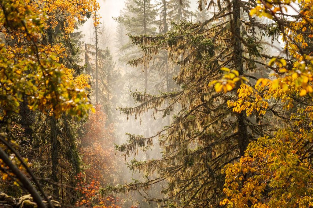 Morkgonga wandeling mist Zuid-Noorwegen - Reislegende.nl