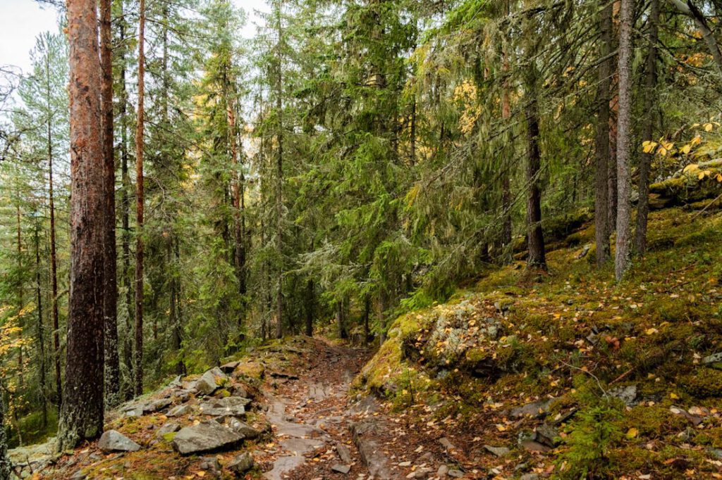 Morkgonga wandelpad naar Morkgonga kloof Viken Zuid-Noorwegen - Reislegende.nl