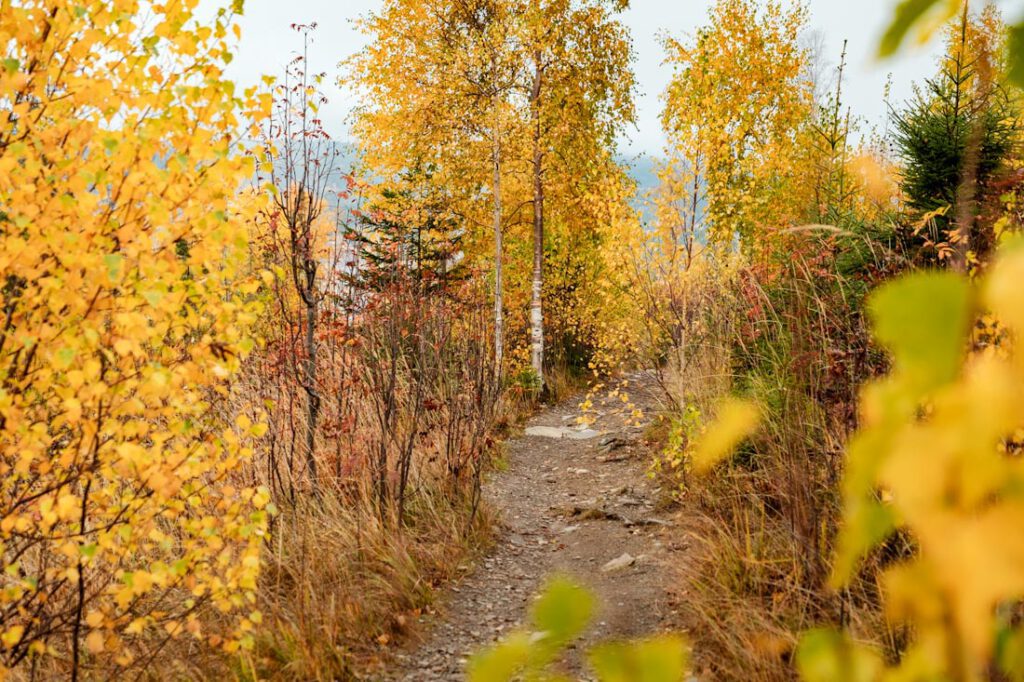 Morkgonga wandelpaden in herfst Zuid-Noorwegen - Reislegende.nl