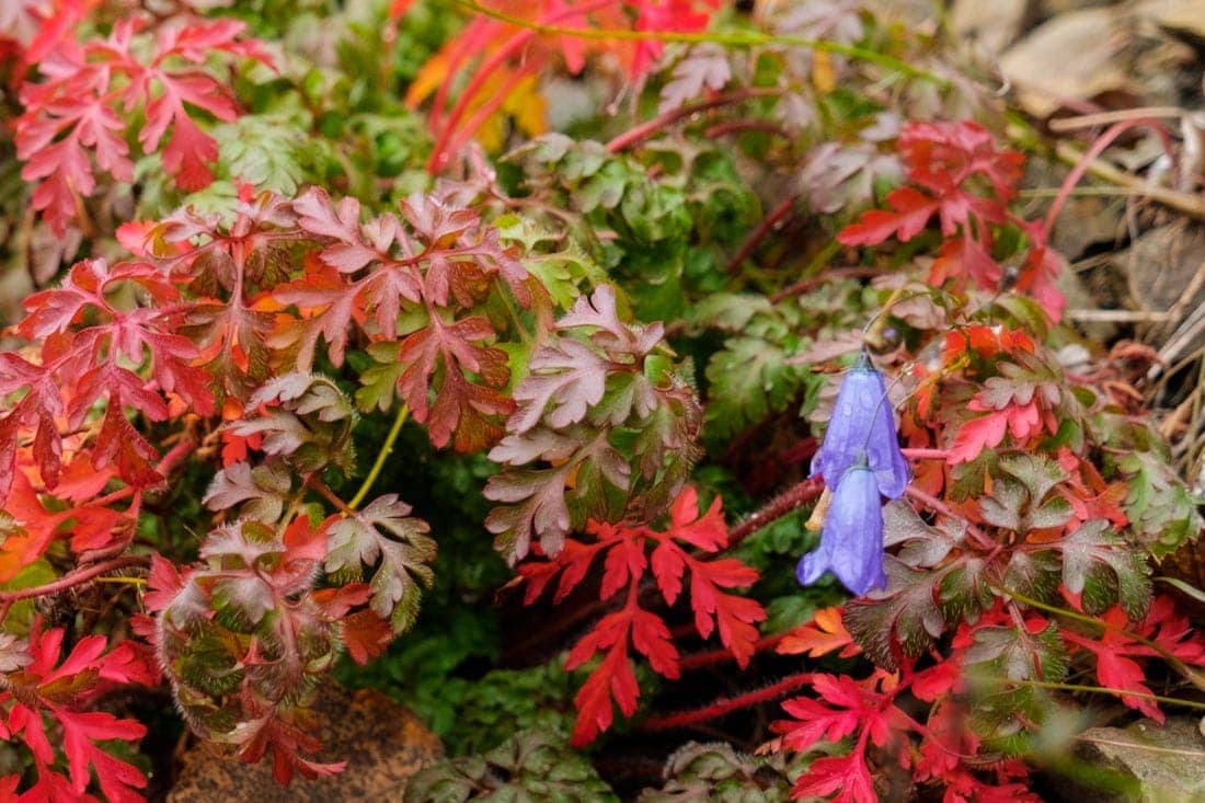 Natuur tijdens herfst in Noorwegen - Reislegende.nl