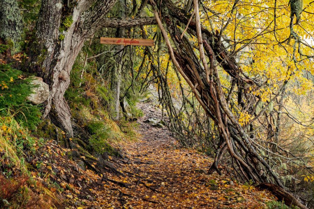 Wandelpad Morkgonga Zuid-Noorwegen wandelen tips - Reislegende.nl