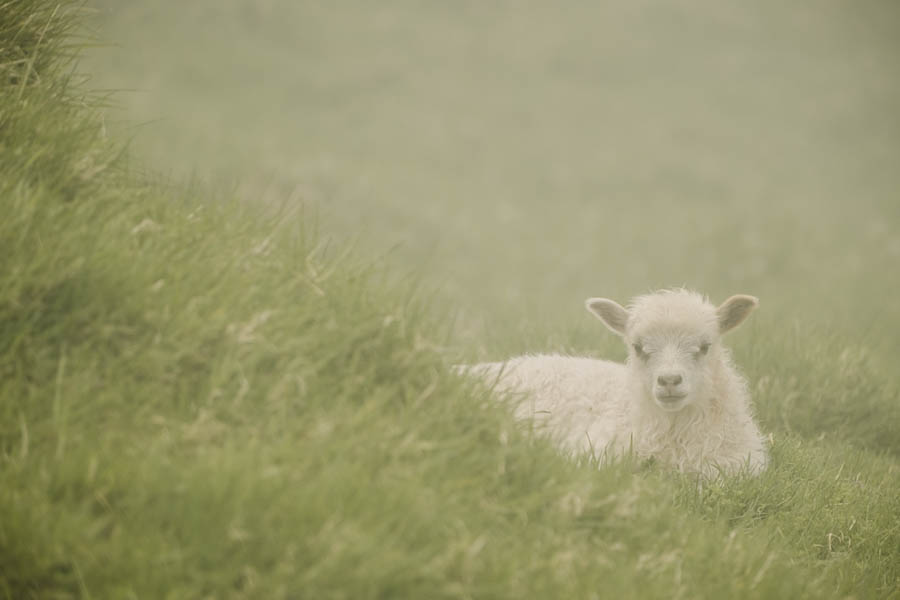 Trollanes Kalsoy schapen Faeroer eilanden - Reislegende.nl