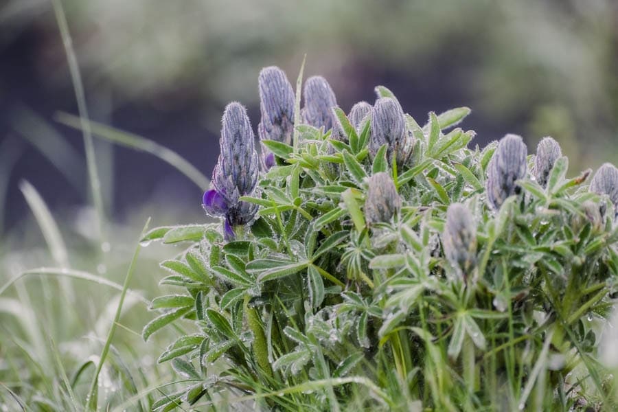 Bloeiende lupines IJsland - Reislegende.nl