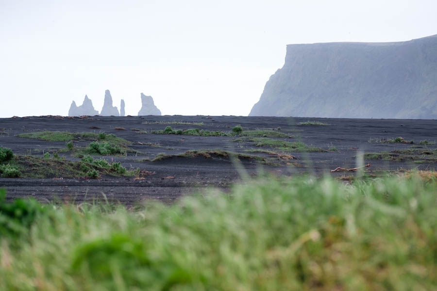Reynisdrangar zwart strand met lupines IJsland - Reislegende.nl