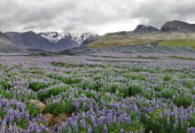 Bloeiende lupines in IJsland - Reislegende.nl