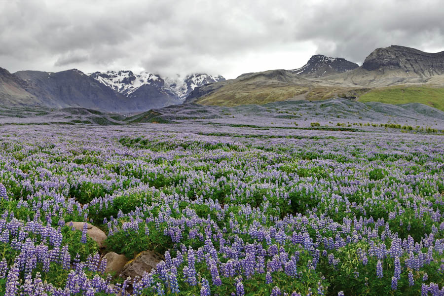 Bloeiende lupines in IJsland - Reislegende.nl