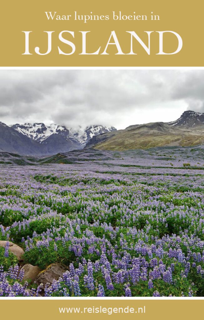 Waar groeien lupines in IJsland en wanneer bloeien ze? - Reislegende.nl
