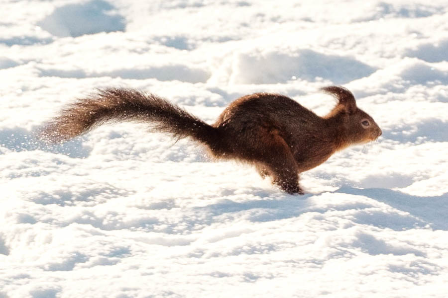 Foto’s dieren in Landal Aelderholt eekhoorntjes - Reislegende.nl