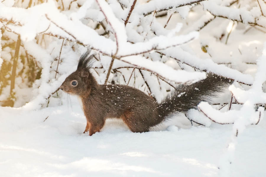 Eekhoorntjes Landal Aelderholt foto’s - Reislegende.nl