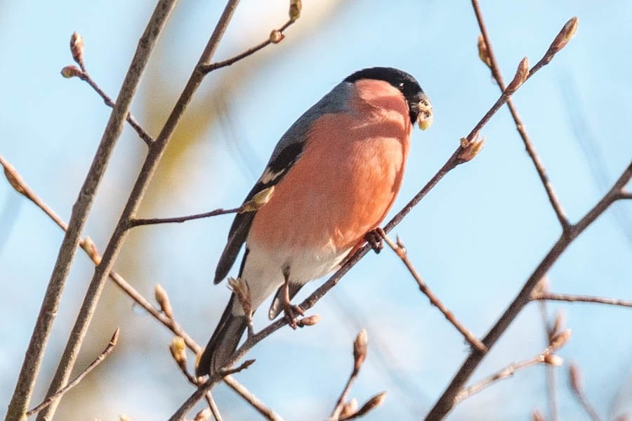 Foto’s dieren in Landal Aelderholt - Reislegende.nl