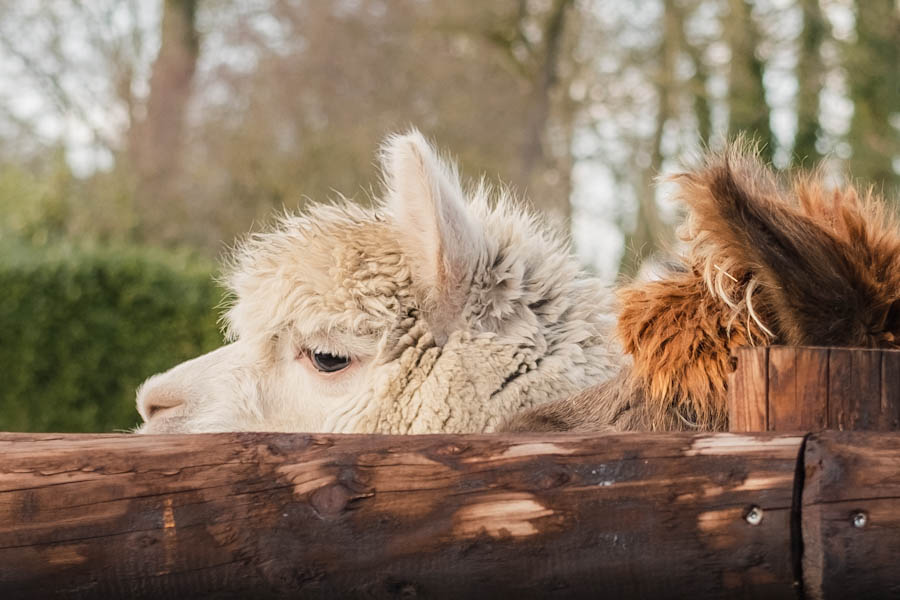 Dierenparken in de buurt van Landal Aelderholt - Reislegende.nl