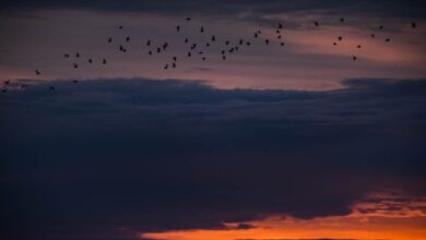 Nationaal Park Lauwersmeer Reiddomp uitkijktoren zonsopkomst - Reislegende.nl