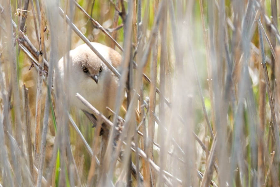 Baardmannetjes op de Marker Wadden - Reislegende.nl