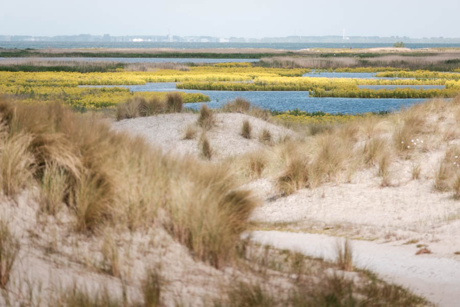 Natuur op de Marker Wadden - Reislegende.nl