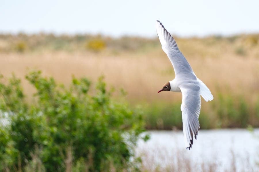 Vogels fotograferen op de Marker Wadden - Reislegende.nl