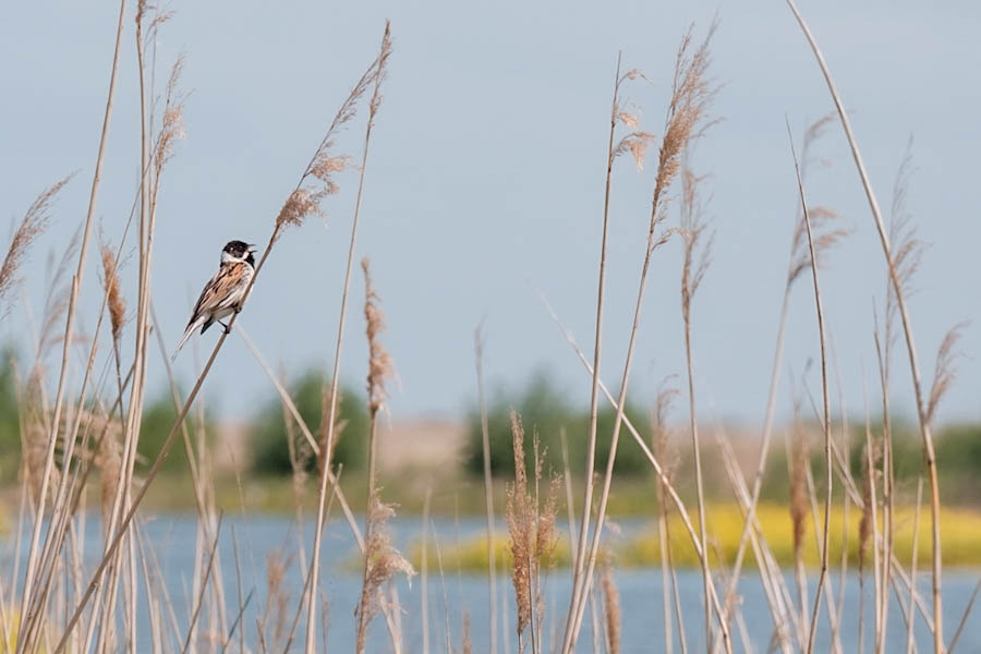 Vogels op de Marker Wadden - Reislegende.nl