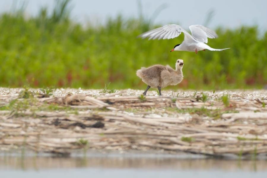 Vogels spotten op de Marker Wadden - Reislegende.nl