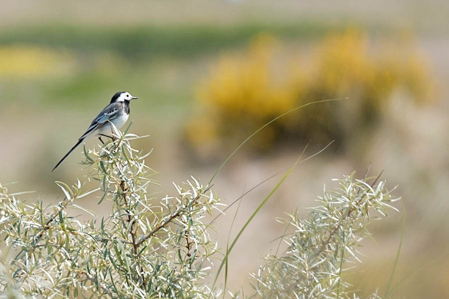 Welke soorten vogels op de Marker Wadden - Reislegende.nl