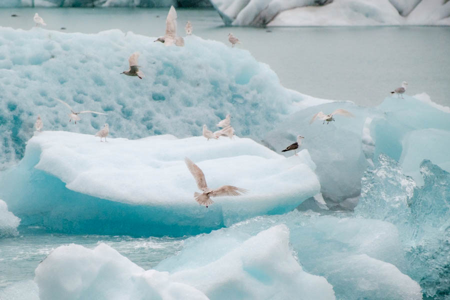 Jökulsárlón, Oost-IJsland bezienswaardigheden en tips - Reislegende.nl