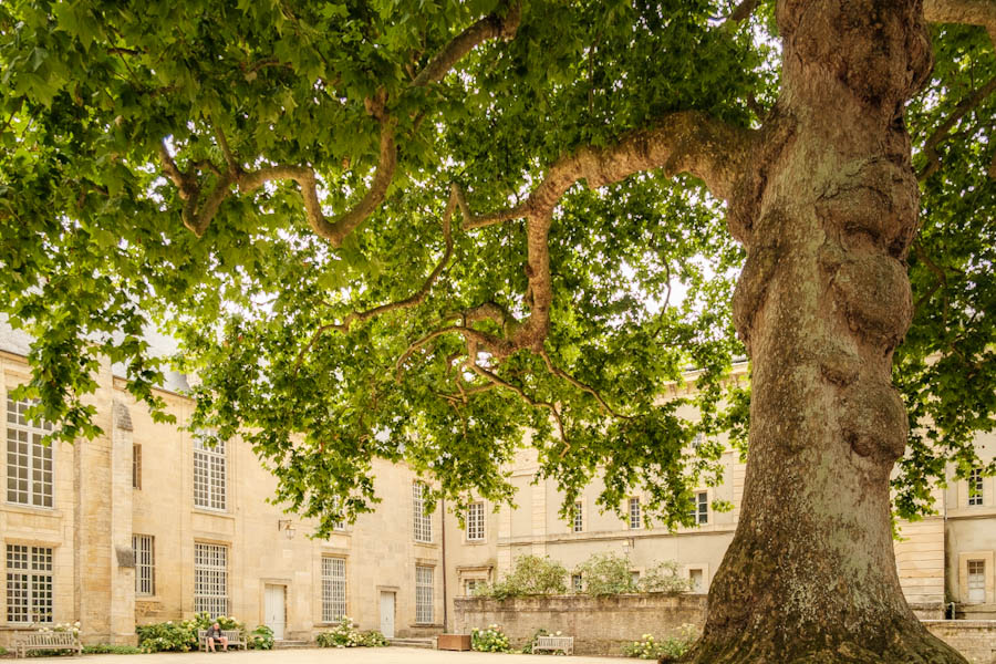 Arbre de la Liberte Bayeux Normandie Frankrijk - Reislegende.nl