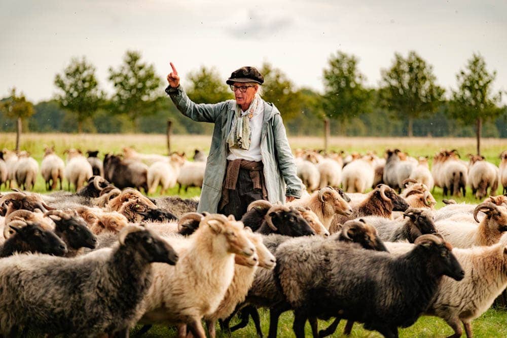 Herders van Balloo herfst in Drenthe plaatsen en activiteiten in het najaar - Reislegende.nl