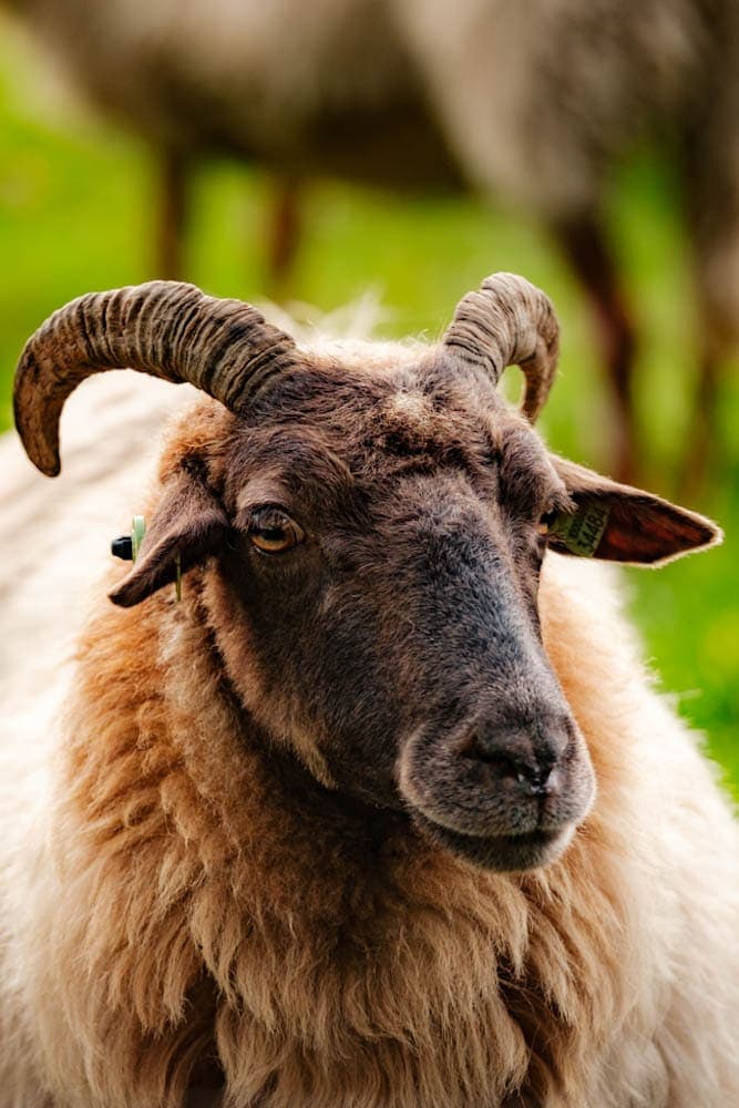 Herders van balloo herfst in Drenthe activiteiten in het najaar - Reislegende.nl